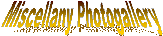 Miscellany Photogallery