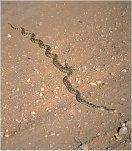 Snake near Snowflake, AZ