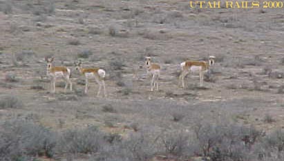 Part of an Antalope herd north of Harley Dome, March 2000