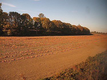 Pumpkins!
