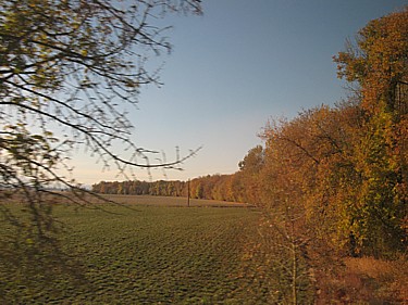 Fall color in a row of trees