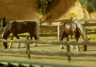 Horses in the corral