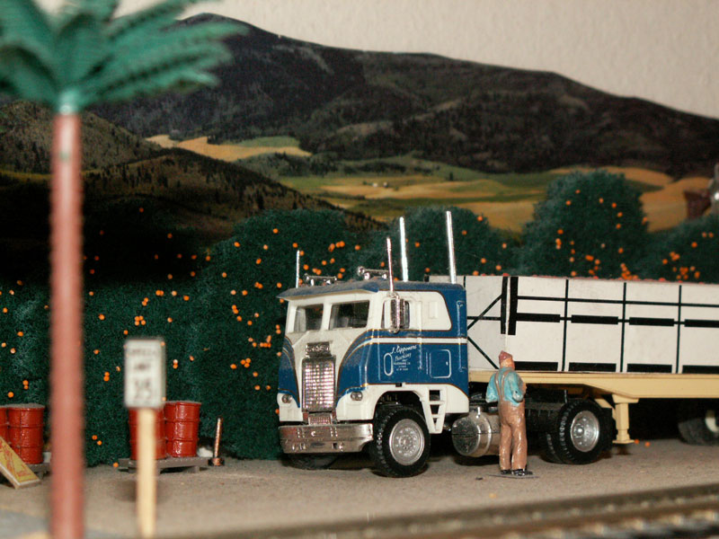  trucker waits for his truck to be loaded in the orange groves