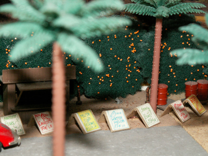 An opossum eating an orange