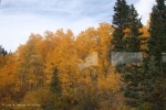 Fall Foliage