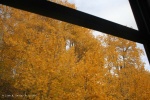 Fall Foliage