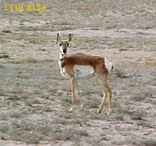 Local resident. Like I tell my daughter, no it is not a deer dear.