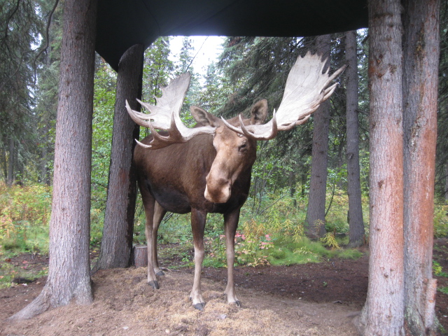 moose