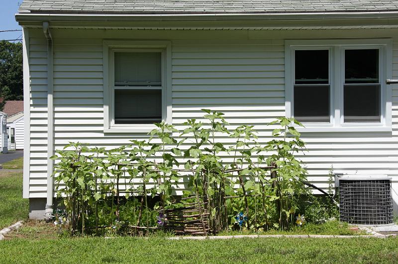 Crowd_in_the_garden.JPG